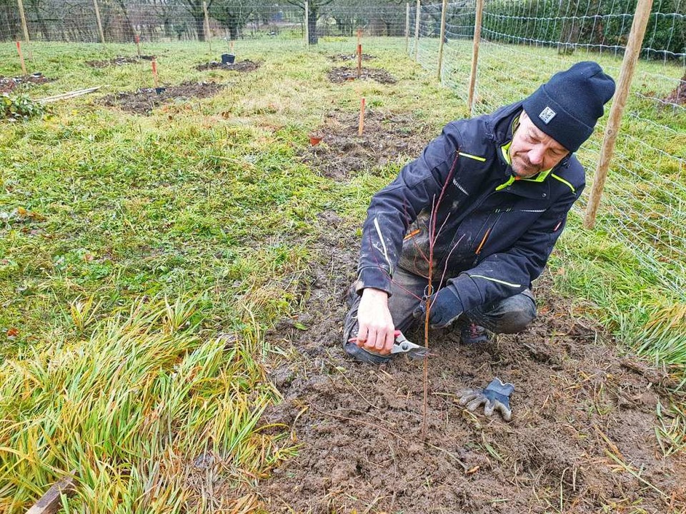 Truz-Mitarbeiter Jan Wohnrath bei der ...ichbume am Tllinger in Weil am Rhein  | Foto: Trinationales Umweltzentrum
