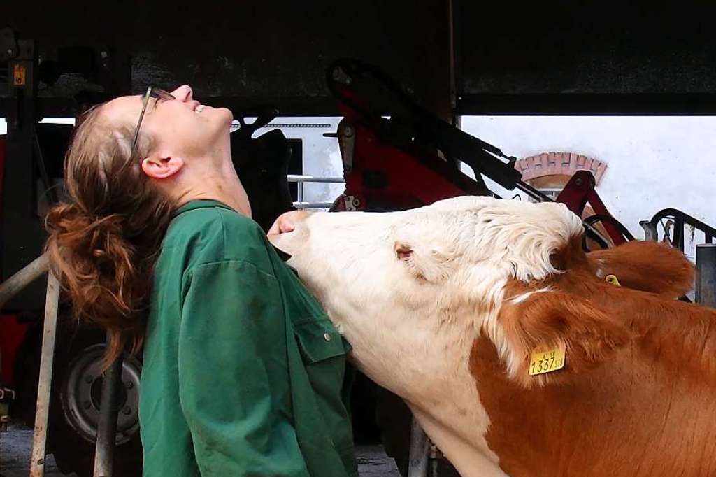 Cows like it when people talk to them – education & knowledge