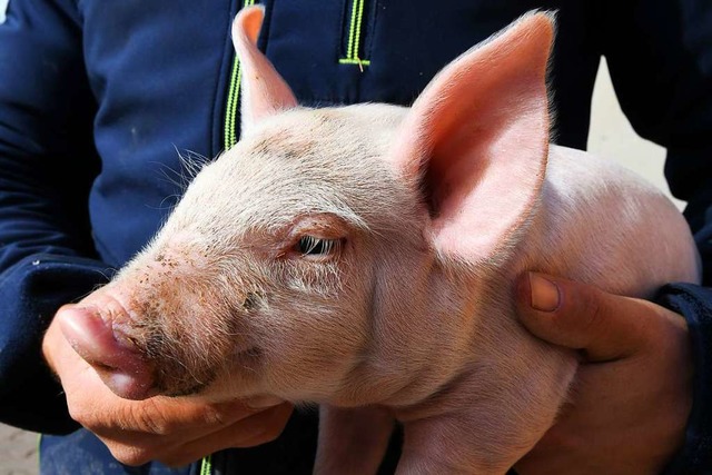 Ein Schweinezchter hlt ein rund zehn... in seinem Zuchtbetrieb in den Hnden.  | Foto: Holger Hollemann (dpa)