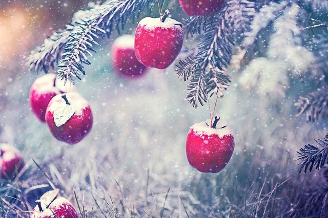Der Apfel ist ein klassischer  Weihnachtsbaumschmuck.  | Foto: ALLA Simacheva