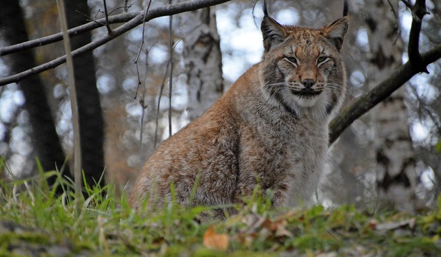 Seit 2008 lebt der Eurasische Luchs mit den Pinselohren in den Langen Erlen.   | Foto: Annette Mahro