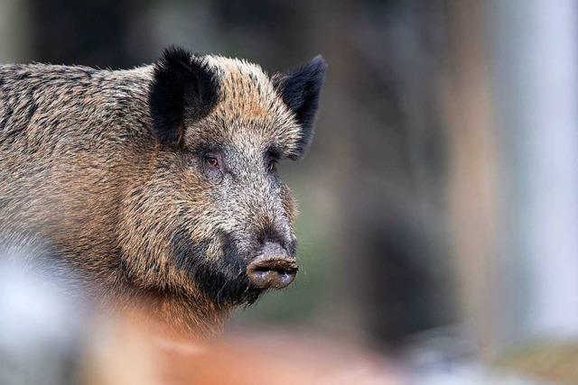 Wildschwein im Mllheimer Freibad