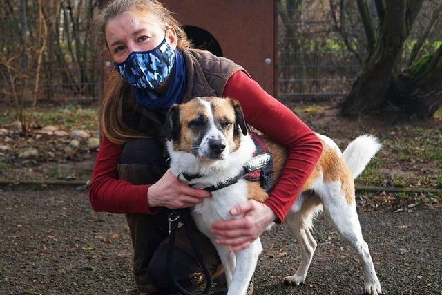 In der Pandemie wollen viele Offenburger ein Haustier adoptieren