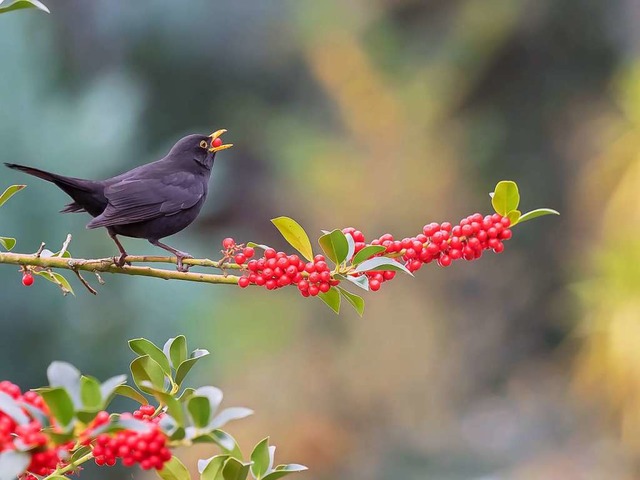 Amsel.  | Foto: Wolfgang Eckerle