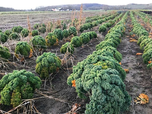 Der Absatz regionaler Produkte lief f...eldsalat und Grnkohl (Foto) geerntet.  | Foto: Jutta Schtz