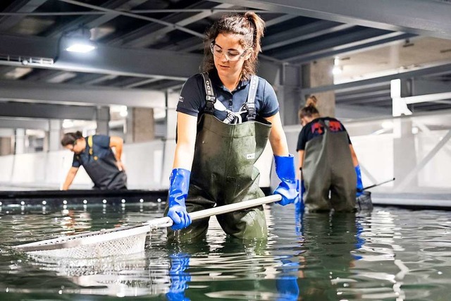 Nach dem turbulenten Jahr muss sich auch der Shrimps-Bestand erholen.  | Foto: Swiss Shrimps AG