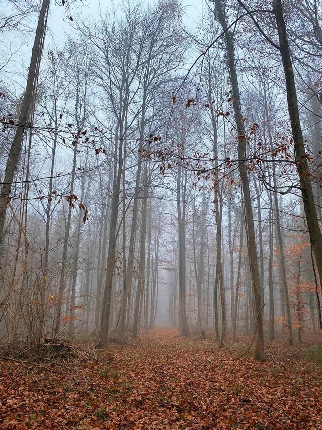 BZ-Leserin Michaela Breisacher hat die...s-Stimmung im Wyhler Wald eingefangen.  | Foto: Michaela Breisacher