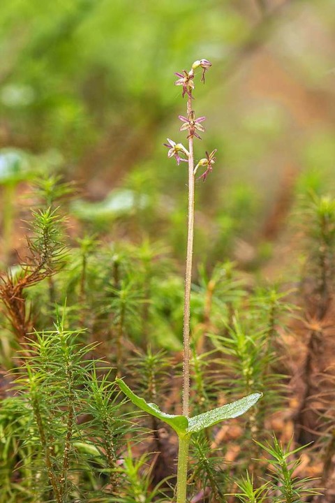 Die kleine Orchidee &#8222;Herz-Zweibl...n der Pflanzenwelt am Windgfällweiher.  | Foto: Werner Ritter Lenzkirch Am Somme