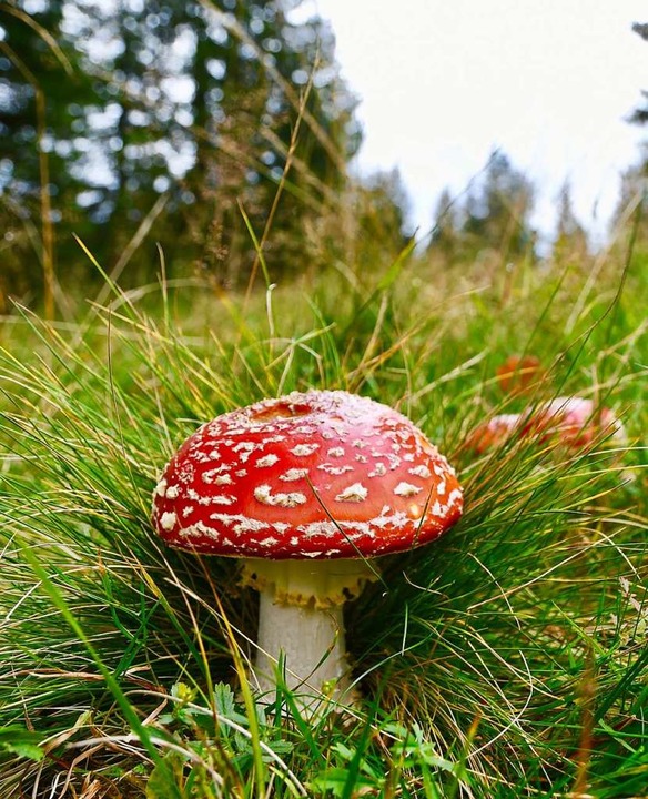 Fliegenpilze kennt jeder: Doch am Wind...ihen  43  besonders seltene Pilzarten.  | Foto: Dagmar Schäfer