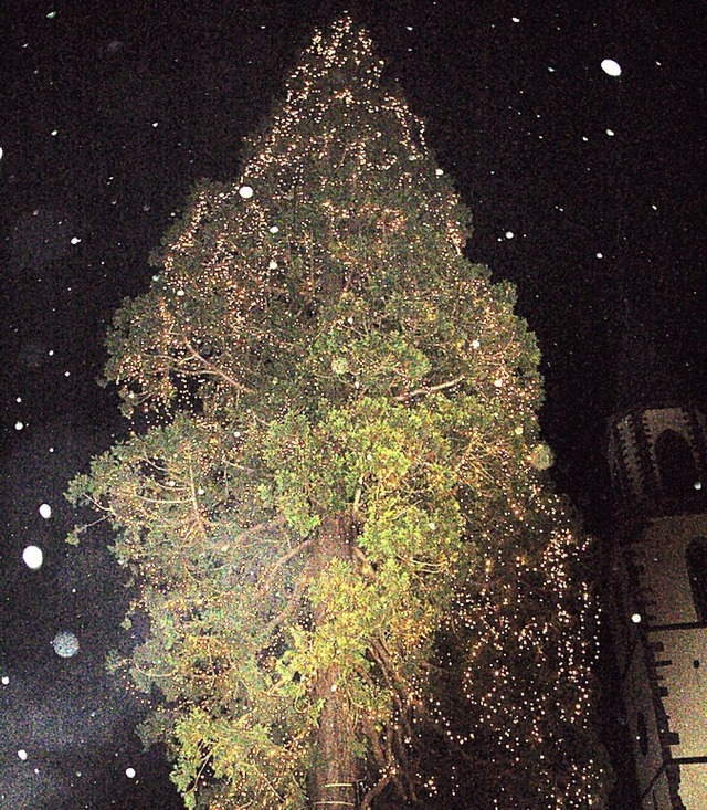 Der Mammutbaum in Eichsel  | Foto: Petra Wunderle