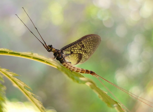 Hat nichts von einer Fliege: Die Ephem...nica sieht eher wie eine  Libelle aus.  | Foto: Wolfgang Kleinsteuber (dpa)