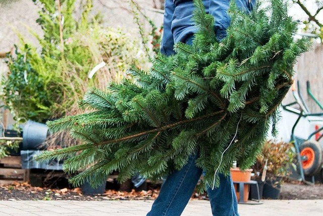 Ab Montag werden in Freiburg Weihnachtsbume eingesammelt.  | Foto: Franziska Gabbert (dpa)