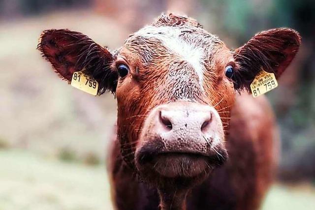 Instagram-Account sammelt Kuhbilder aus der Region
