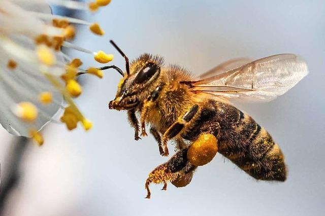 Bienenprodukte sind ein wahres Superfood