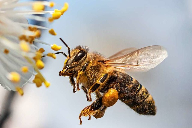 Biene im Anflug an eine Blte: An den ...ie gesammelten Pollen gut zu erkennen.  | Foto: schankz  (stock.adobe.com)