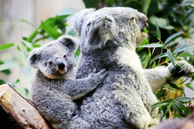 Koalabr-Mama Gooni ist zusammen mit m... Nachwuchs im Duisburger Zoo zu Hause.  | Foto: Roland Weihrauch (dpa)