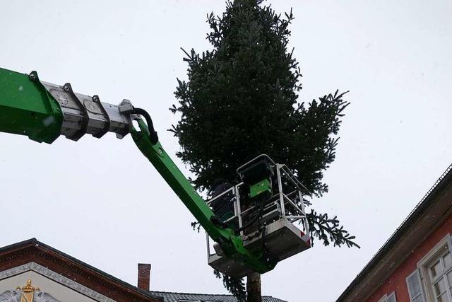 Schopfheimer Narren machen aus dem Weihnachtsbaum einen Fasnachtsbaum