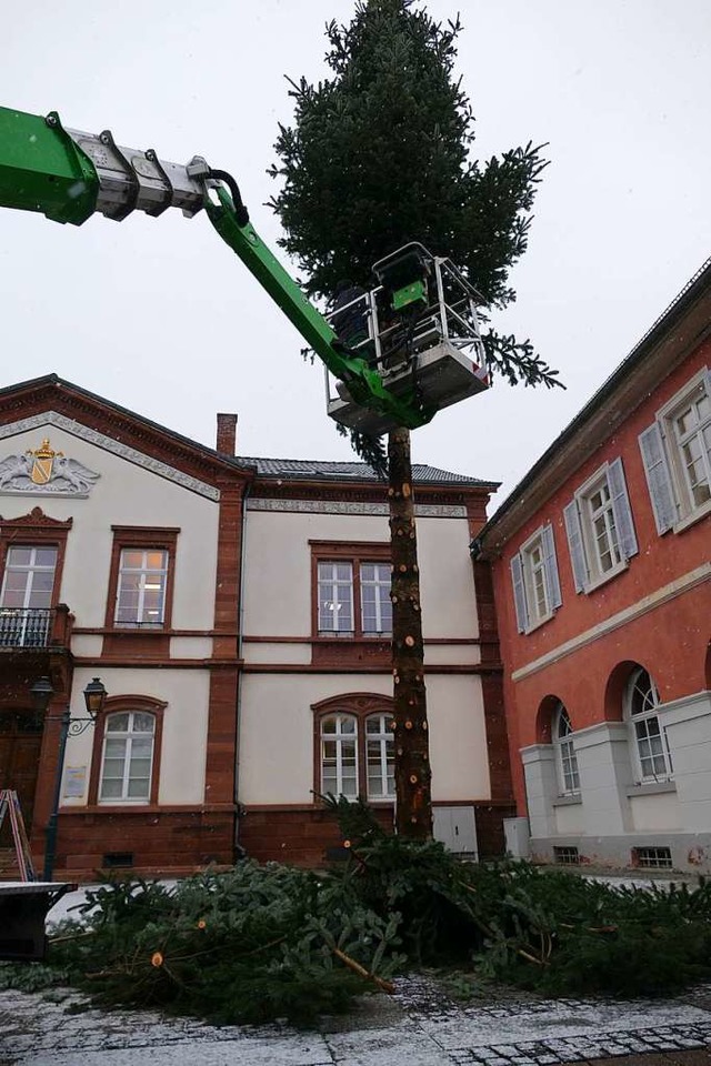 Feinsuberlich wurde der Weihnachtsbau...stet und so zum Narrenbaum umgemodelt.  | Foto: Sarah Trinler