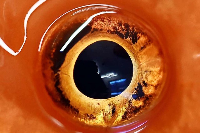 Das Auge eines betubten Goldfischs  | Foto: Uli Deck (dpa)
