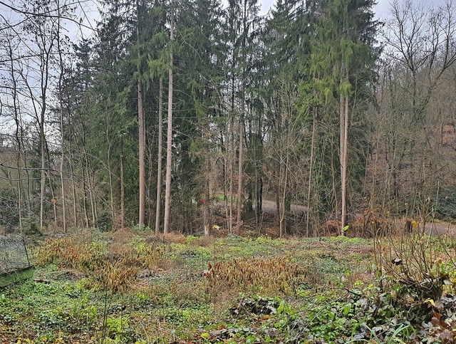 In der Schelmengasse werden statt der ...uknftig das Waldbild prgen knnten.   | Foto: Stadt