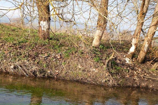 Btzinger Biber haben im Winter Appetit auf frische Rinden