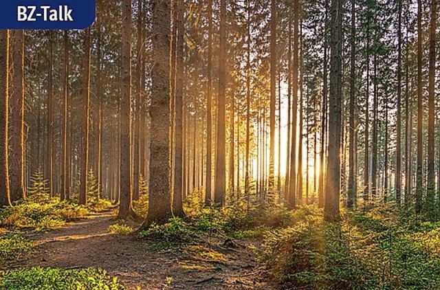 Um die Zukunft des Waldes geht es am Freitag beim BZ-Talk.  | Foto: BZ