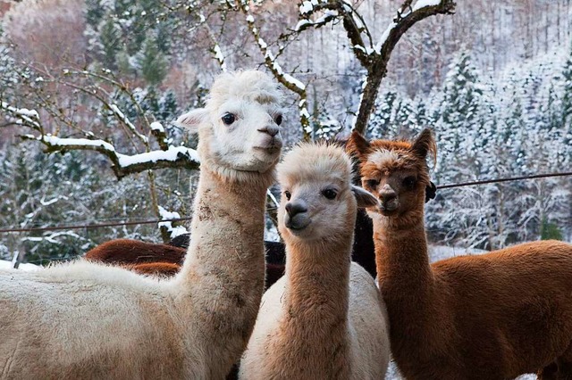 Im Schnee fhlen sich die Alpakas nicht sonderlich wohl.  | Foto: Photographer: Gabriele Zahn