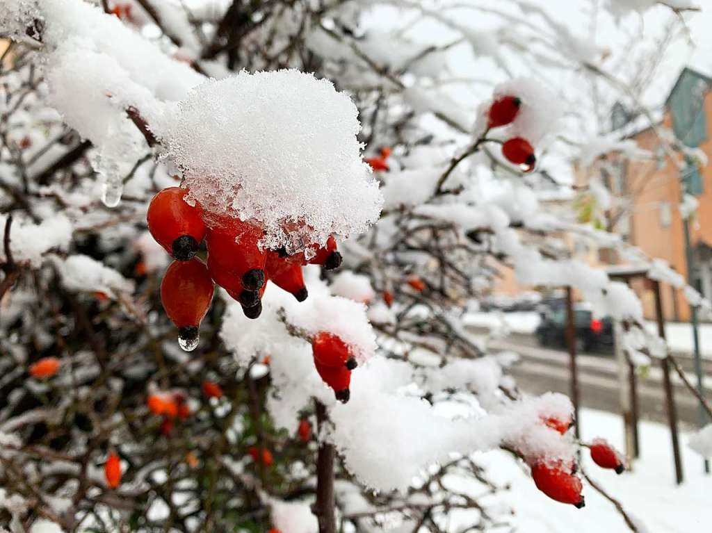 Echter Winter in Mllheim.