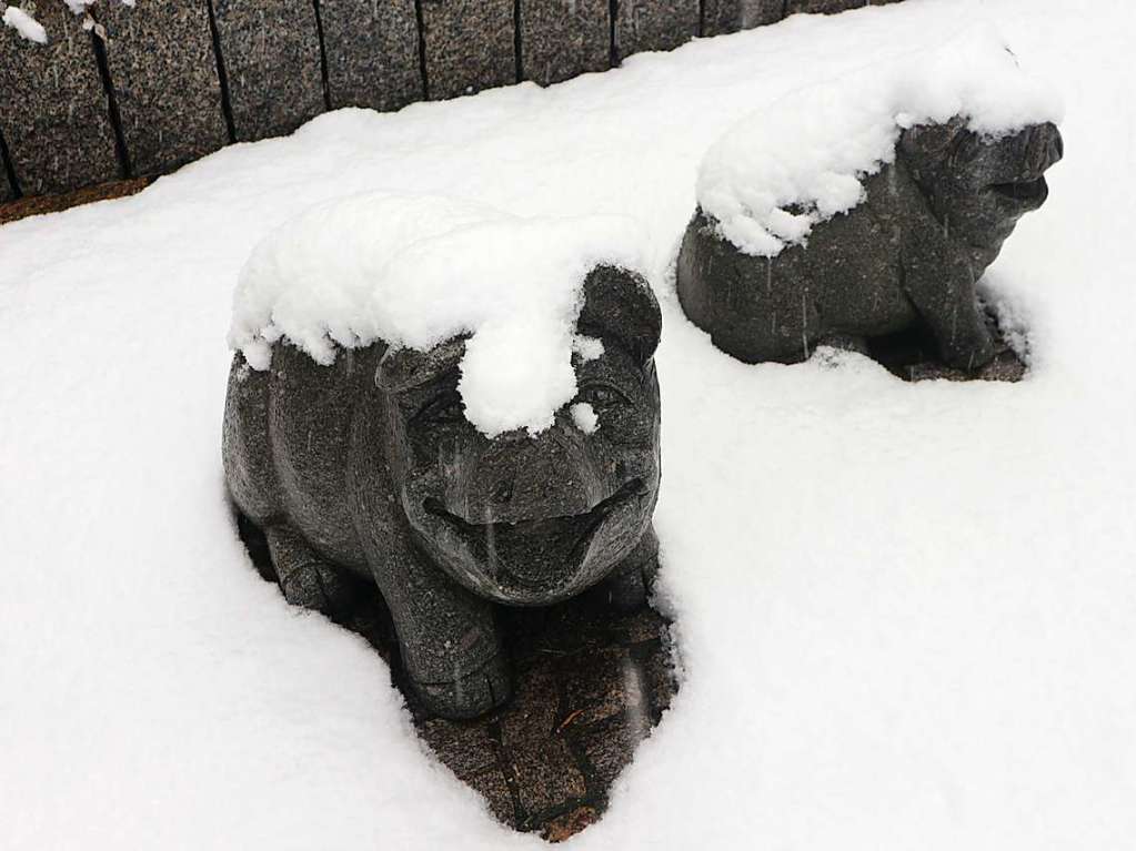 Schweine im Schnee