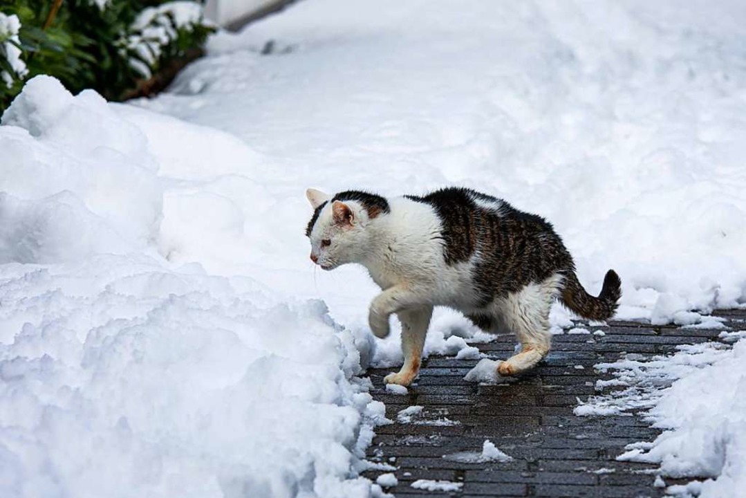 Der viele Schnee überrascht auch diese Katze in Gottenheim.  | Foto: Hubert Gemmert