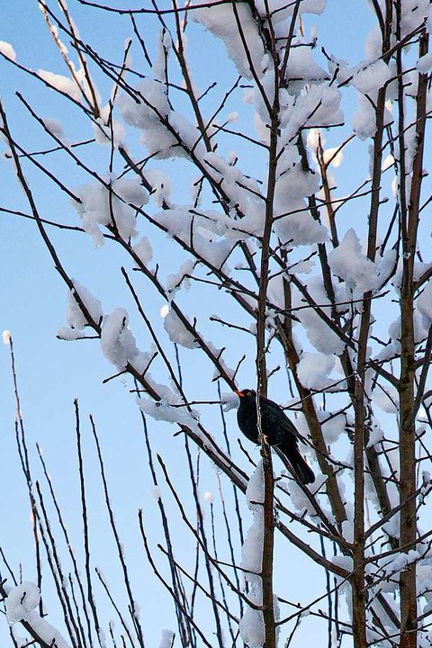Auch der Vogel genießt den Schnee  | Foto: Hubert Gemmert
