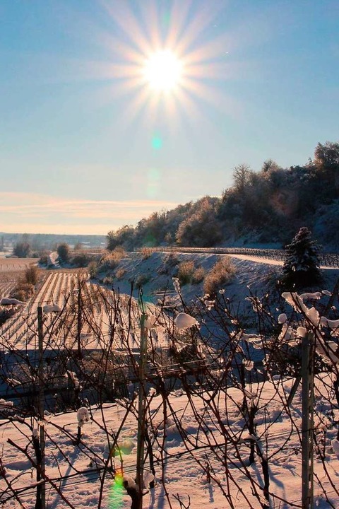 Winterimpressionen aus den Reben in Bötzingen  | Foto: Mario Schöneberg