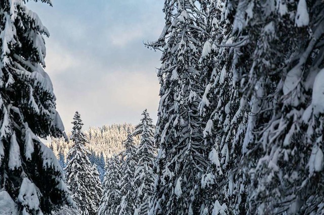 Schnee in St.Blasien: Bis zu 110cm liegen in St.Blasien-Menzenschwand  | Foto: Philipp von Ditfurth (dpa)