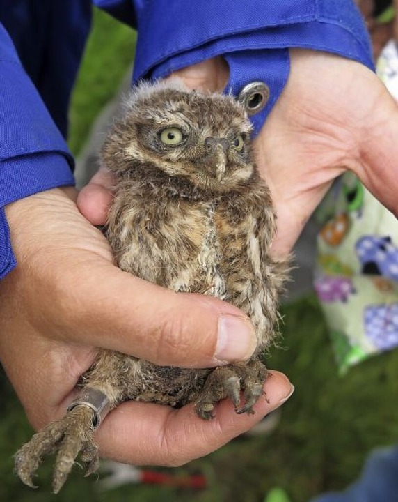Eine der kleinsten Eulen Europas - Neuenburg - Badische Zeitung