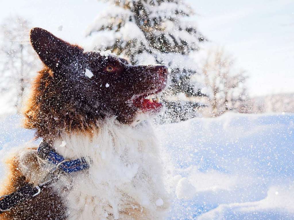 Hundeglck im Schnee in Faulenfrst