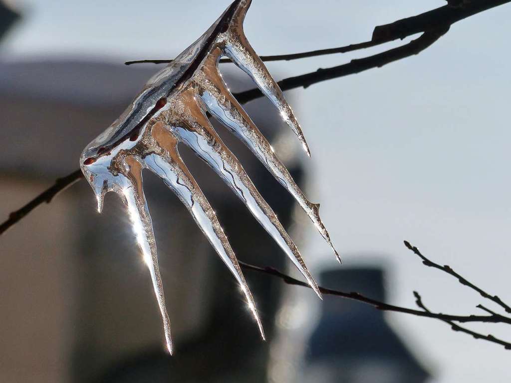 Eisfinger – gesehen an einem Baum nahe des Neustdter Bahnhofs.