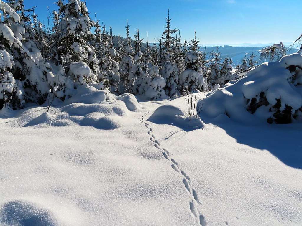 Winterwunderwelt in Waldau