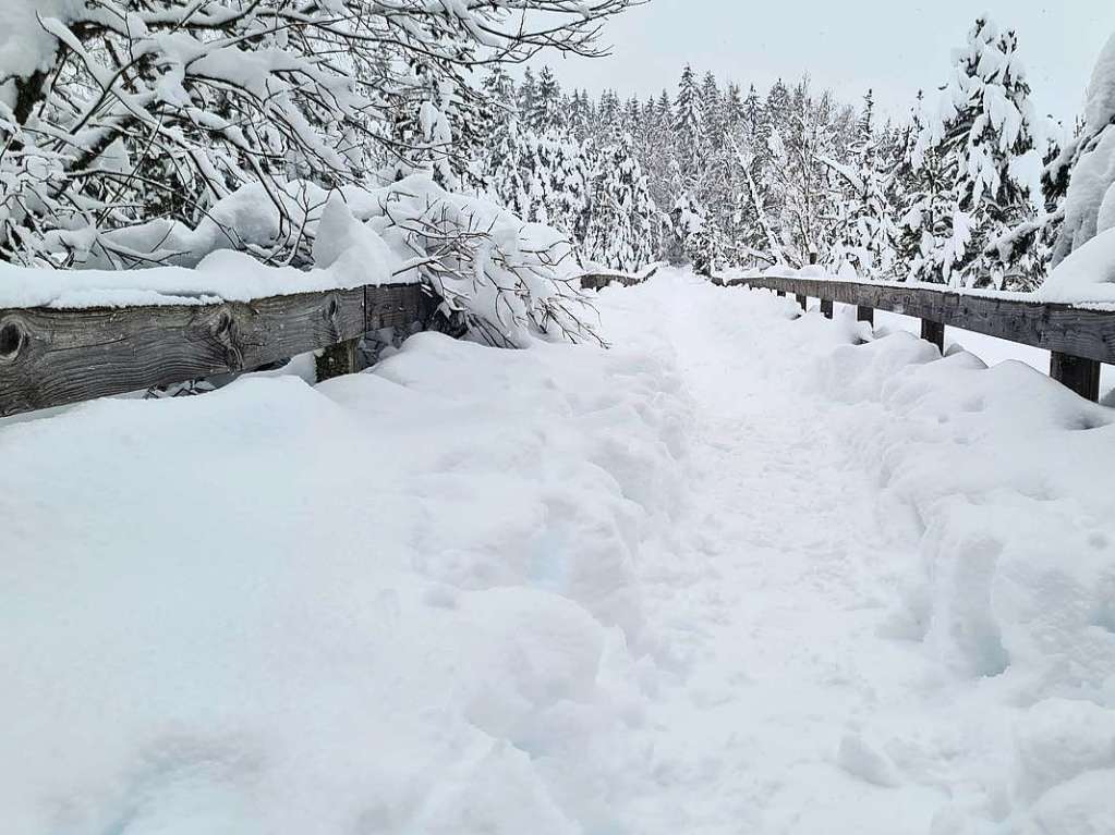 Winterwunderwelt im Hinterzartener Hochmoor