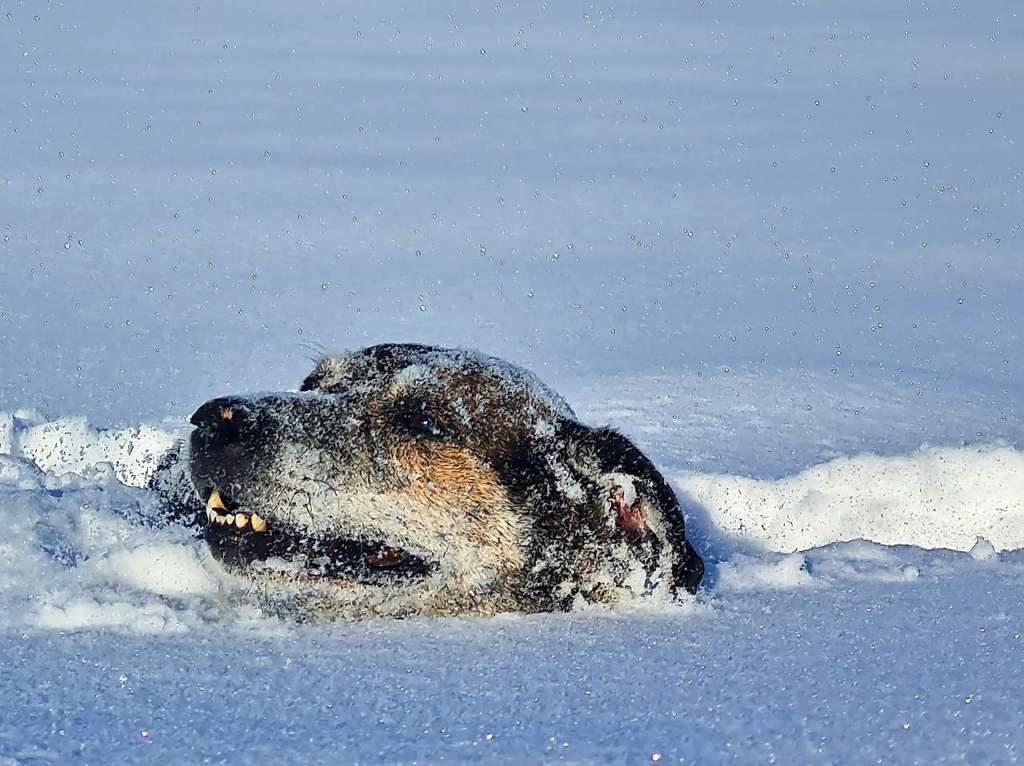 Wenn kein See da ist, nimmt Hund Aqui einfach den Schnee.