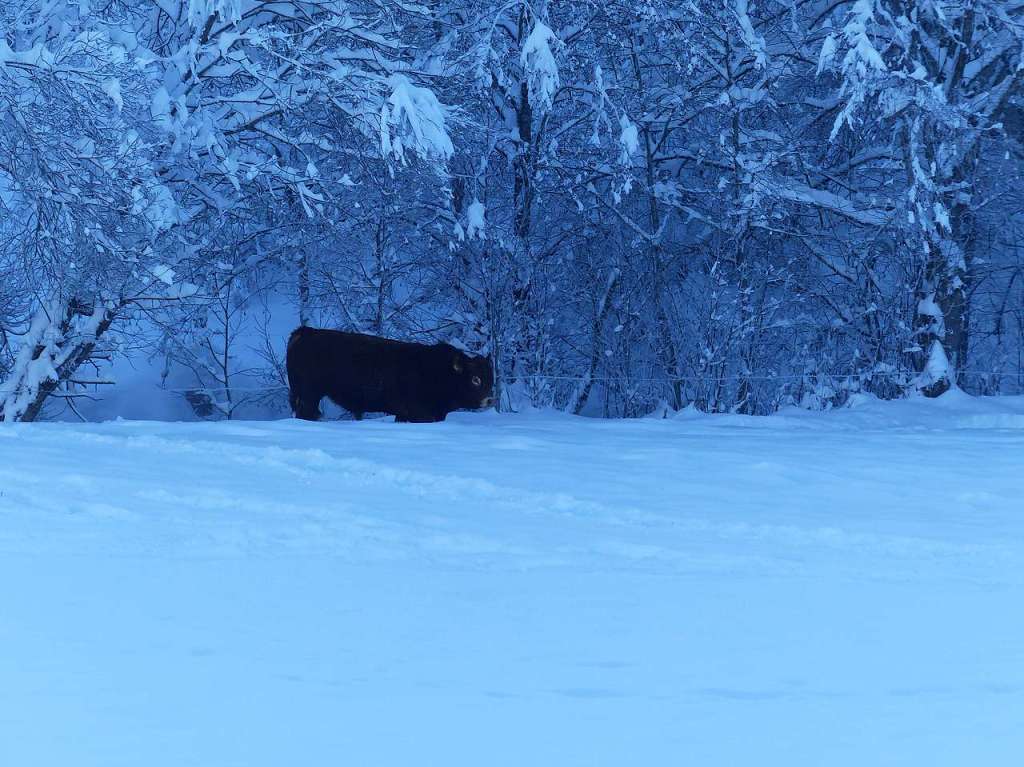 Ein Bulle  steht fast bis zum Hals im Schnee, Aufnahme vom  Scheuernhof in Titisee.