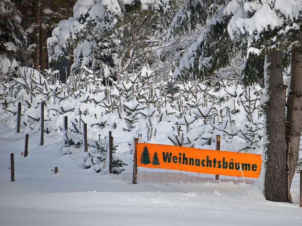 Zuknftige Weihnachtsbume unter Schnee