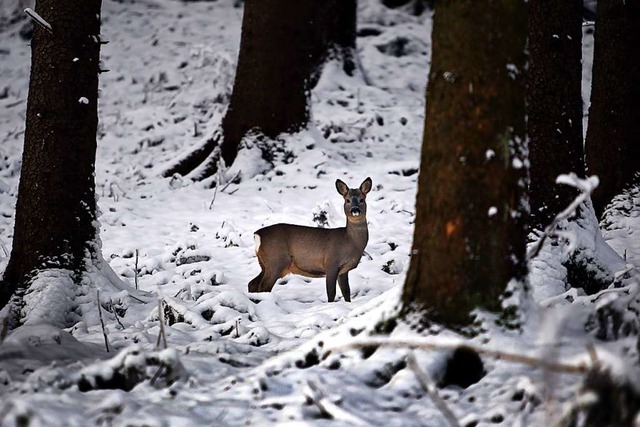 Den grten Stress fr Rehe stellt im ...und das Wild aufschreckt (Archivbild).  | Foto: Karl-Josef Hildenbrand