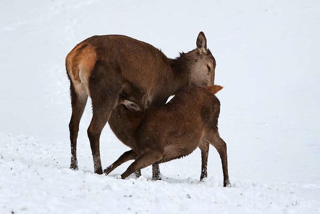 Wildtiere wie Rehe<ppp></ppp>  | Foto: Karl-Josef Hildenbrand