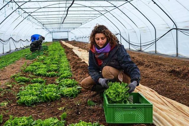 Freiburger Kooperative praktiziert solidarische Landwirtschaft