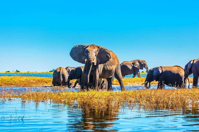 Auch viele Elefanten leben im Delta.  | Foto: Kushnirov Avraham  (stock.adobe.com)