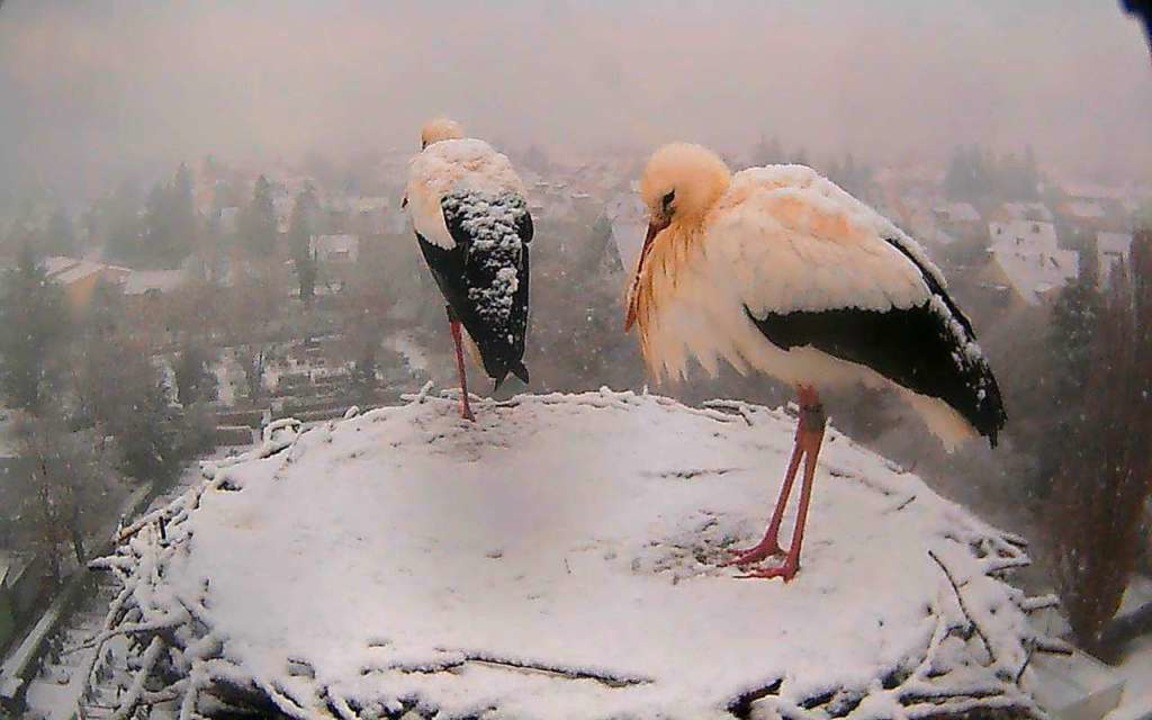 Die Strche auf dem Turm der St.-Gallu...trotzen den winterlichen Temperaturen.  | Foto: Thomas Varadi (regiowebcam.de)
