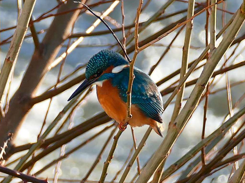 An der Dreisam auf der Hhe der Gaskugel hat Gisela Beneke  diesen Eisvogel entdeckt.