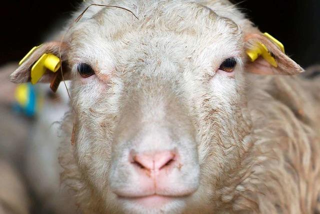 Verletztes Schaf leidet, weil Behörde nicht erreichbar ist