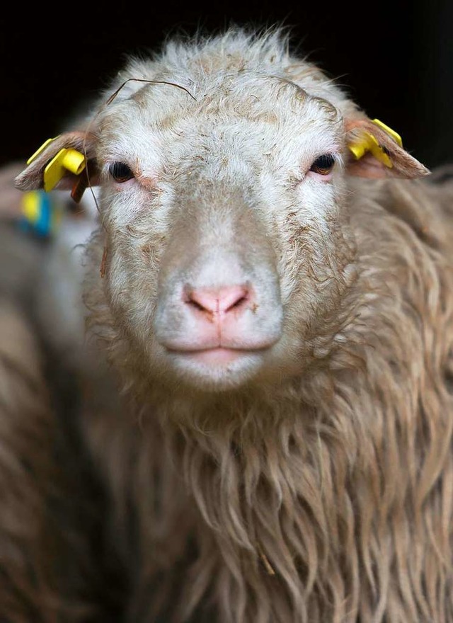 Weil sich niemand um das verletzte Tier kmmerte, starb ein Schaf.  | Foto: Arno Burgi