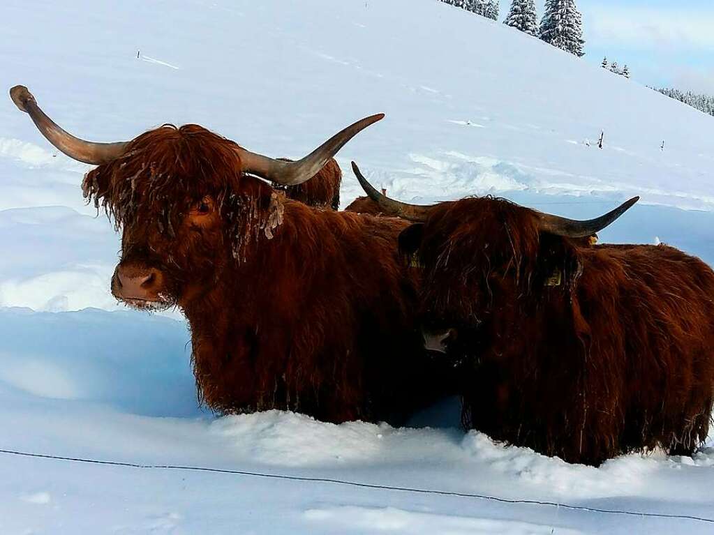 Schottische Hochlandrinder  vom Balzenhof im Tiefschnee